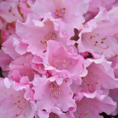 I Secolari Di Giulia *